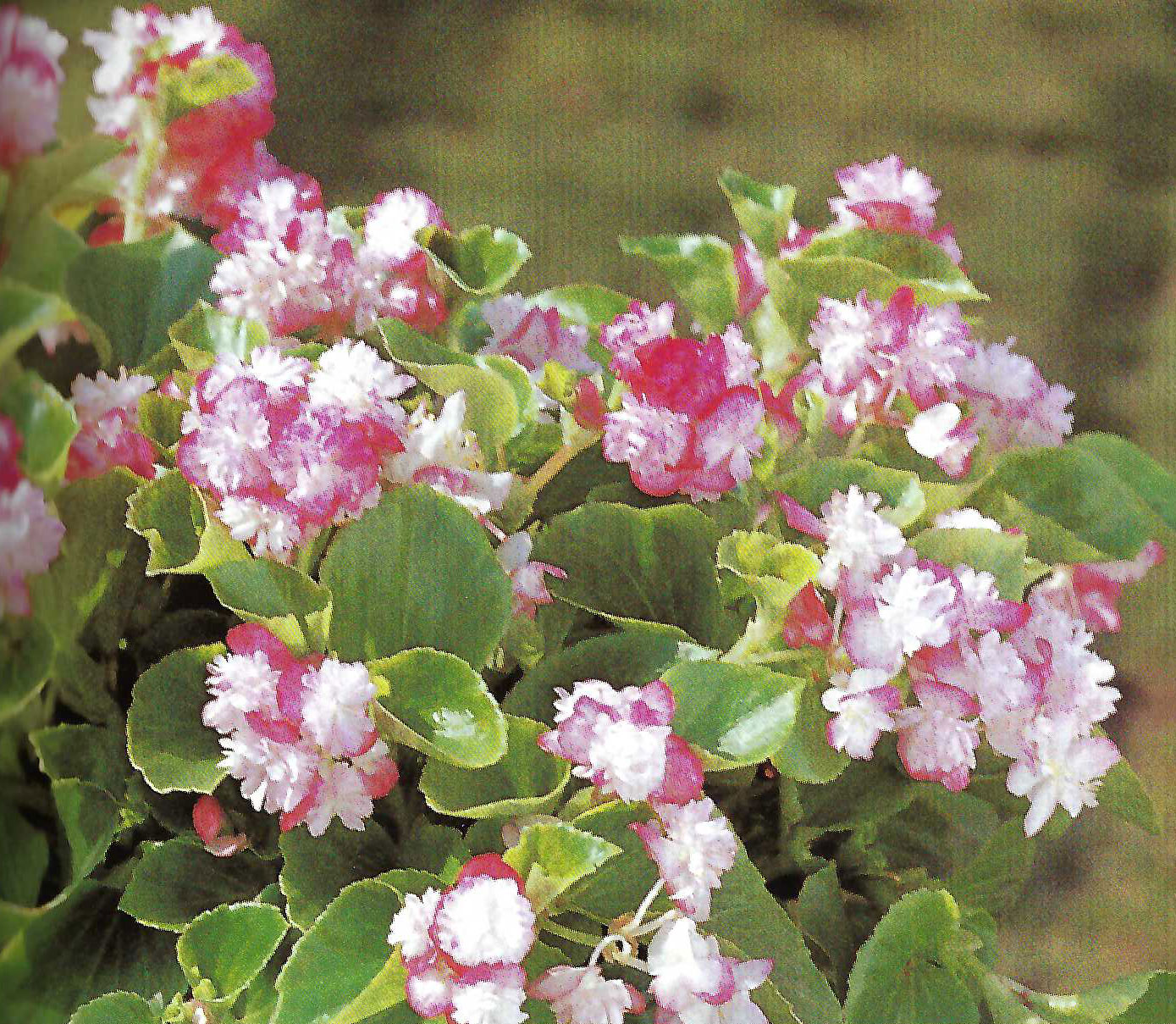 B. ‘Mai Oghi’